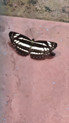 Common Sailer