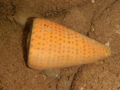 Conus leopardus image