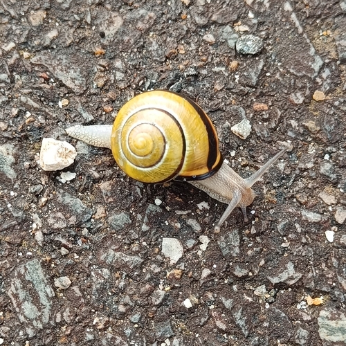 Cepaea nemoralis