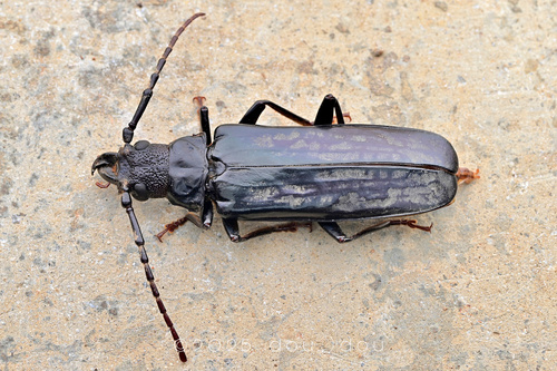 Palaeomegopis lameerei