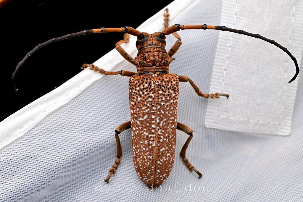 Apriona swainsoni basicornis from 中国云南省文山壮族苗族自治州西畴县 on July 20, 2025 at ...