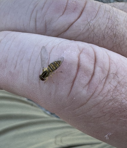 Unknown species found near Cliff Rd, Lake Forest, IL, US