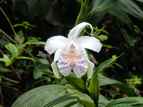 Sobralia