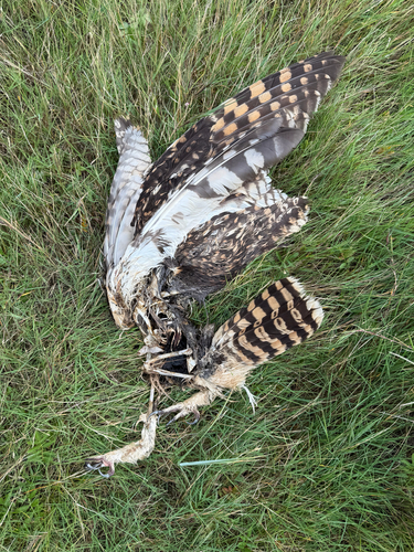 View observation of {o.common_name} on iNaturalist
