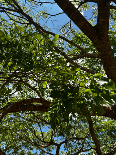 Langsdorf's Copaifera
