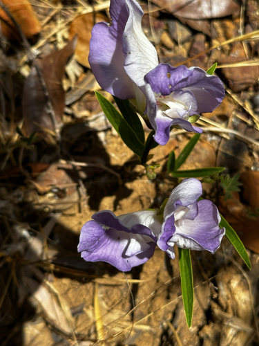 mauve bell