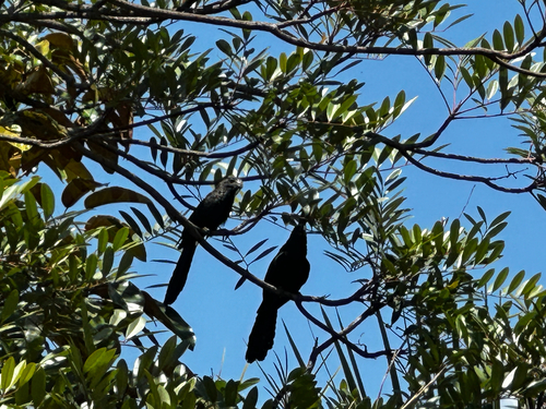 Smooth-billed Ani
