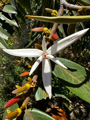 Xylopia aromatica