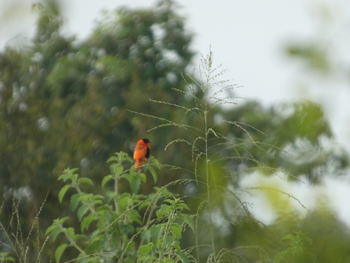 Northern Red Bishop