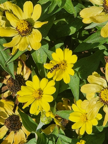 Unknown species found near Wheaton, IL 60187, USA