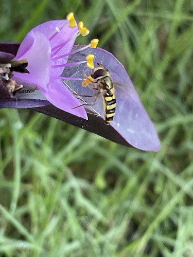 Unknown species found near E 30th Pl, Tulsa, OK, US