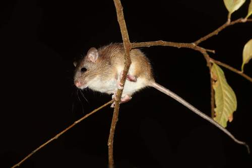 Marmoset Xanthurus (Rattus marmosurus), listed as Least Concern on the IUCN Red List