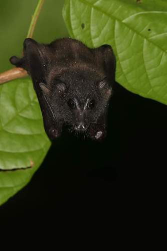 Manado Fruit Bat (Boneia bidens) — Vulnerable Mammalia