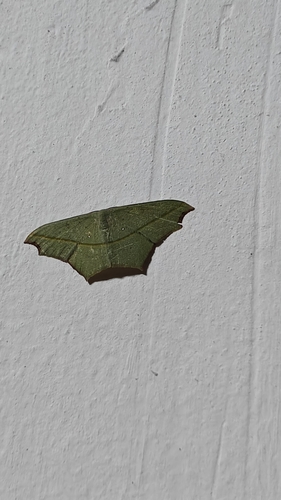Cross-line Wave Moth