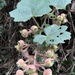 Rubus alceifolius - Photo (c) creek, todos los derechos reservados, subido por creek