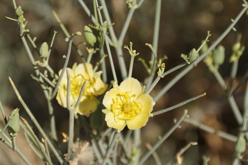 How to identify Sisyndite spartea E.Mey. ex Sond.