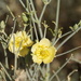 Desert Broom - Photo (c) Andres Klein, all rights reserved, uploaded by Andres Klein