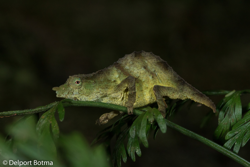 Chapman's Pygmy Chameleon (Rhampholeon chapmanorum)