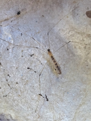 Unknown species found near Sarnia, ON N7T 5Y6, Canada