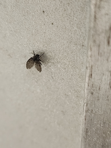 Unknown species found near Wheaton, IL 60187, USA