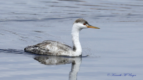 iNaturalist observation photo of Clark's Grebe