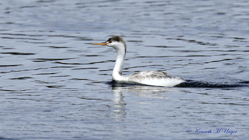 iNaturalist observation photo of Clark's Grebe