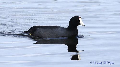 iNaturalist observation photo of American Coot