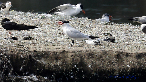 iNaturalist observation photo of Caspian Tern