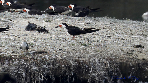 iNaturalist observation photo of Black Skimmer