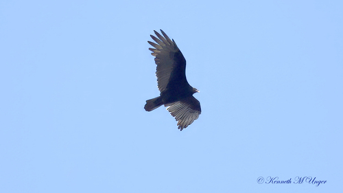 iNaturalist observation photo of Turkey Vulture