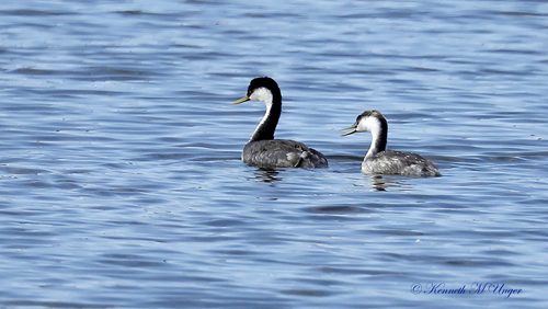 iNaturalist observation photo of Western Grebe