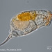 Cephalodella gibba - Photo (c) plingfactory, כל הזכויות שמורות
