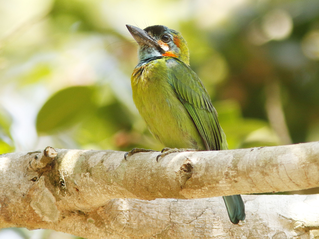 Blue-eared Barbet photo