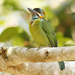 Blue-eared Barbet - Photo (c) David Beadle, all rights reserved, uploaded by David Beadle