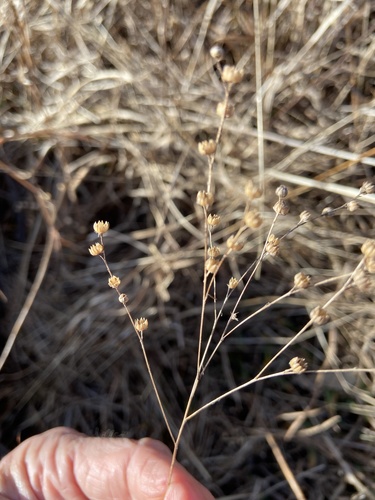 sandplain flax (Linum intercursum)