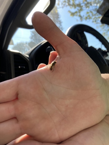 Unknown species found near United States