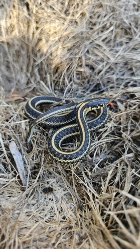 Plains Garter Snake