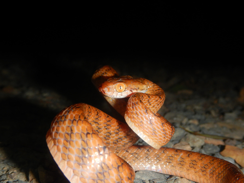 Brown Tree Snake sighting