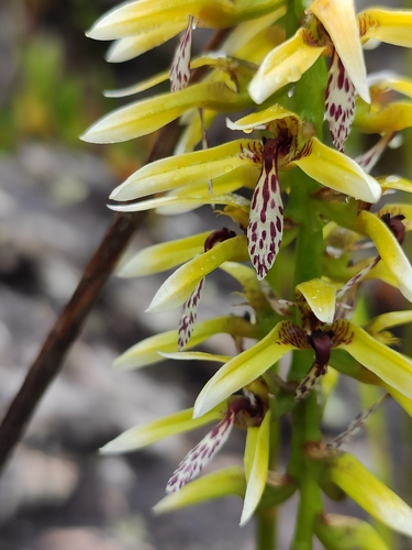 Weddell bulbophyllum