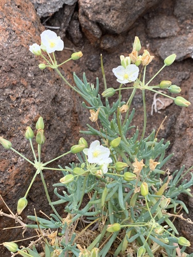 Salad Plant (Kewa acida)