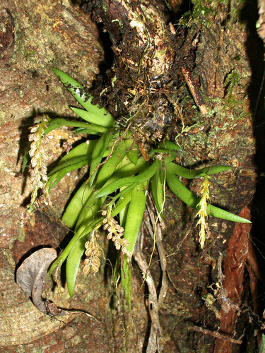 Oberonia longibracteata