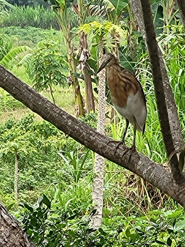 Javan Pond-Heron