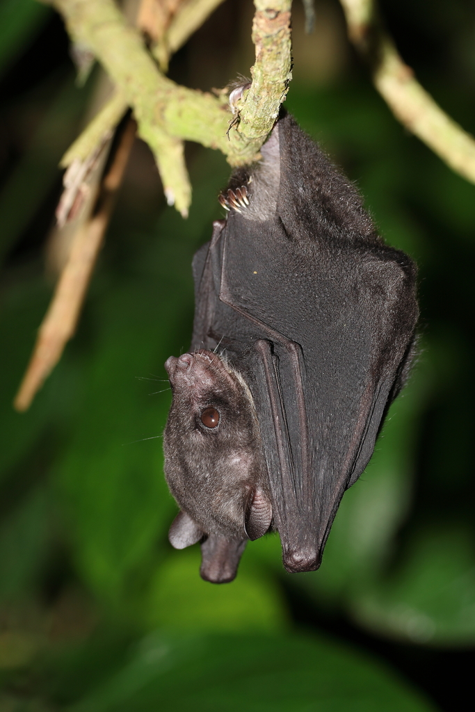 Suhaniah's Swift Fruit Bat