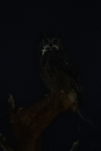 View observation of {o.common_name} on iNaturalist