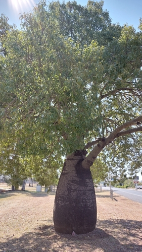 Queensland Bottle Tree