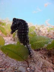 Hippocampus mohnikei