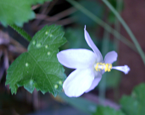 Tiny White Wild Hibiscus