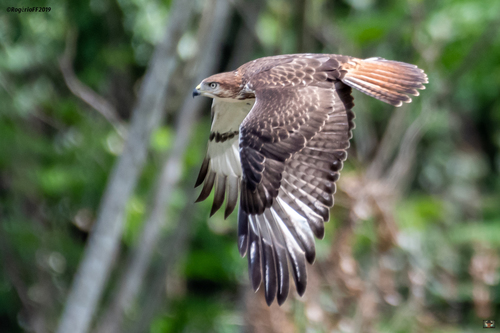Red-necked Buzzard