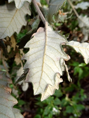 Quercus supranitida