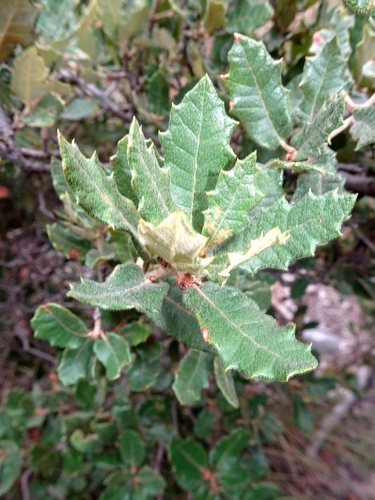 Quercus supranitida